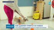 Учени в САЩ опитват да забавят процеса на стареене при кучетата