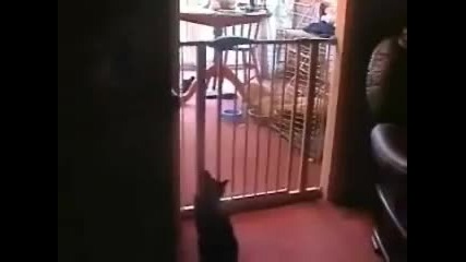 Смешни котки trys да скочи над бебето врата! 