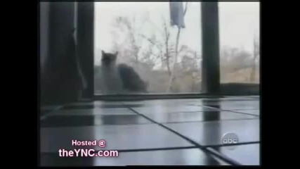 The Best Video of Cats