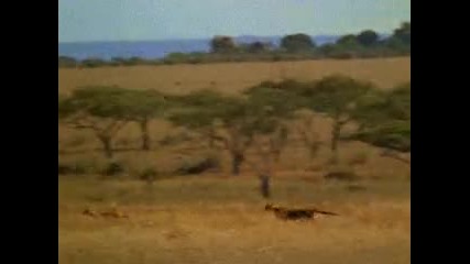 Абориген гони леопарди