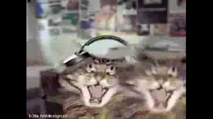 I m cat , I m citty cat