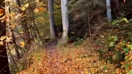 Bernward Koch - Under Trees