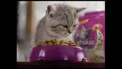 Реклама На Whiskes Junior С Сладко Котенце