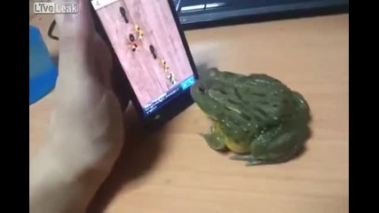 Жаба се опитва да хване бягащите фигурки от дисплея