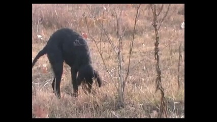 Thorny start for small Gordon Setter Rem