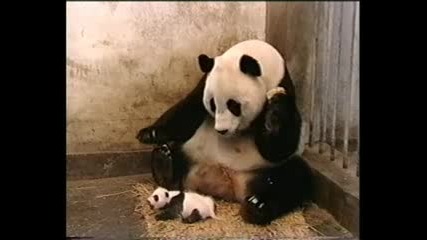 Бебе панда киха