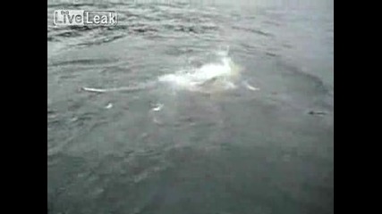 Морски лъв изяжда риба уловена на въдица