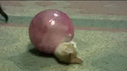 Kitten in Hamster Ball stuck in the middle
