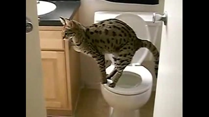 Котенце а*а 