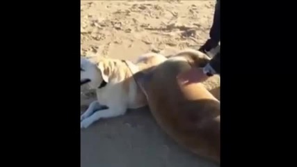 Добри приятели - Куче и тюлен