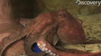 Giant Pacific Octopus 
