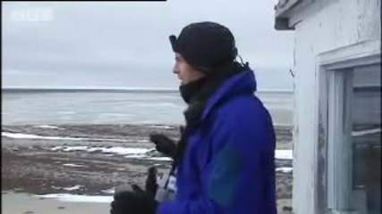 Male polar bear fight practice - Vets in the Polar Bear Wild - Bbc animals 