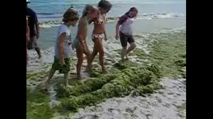 Пич плаши деца на плажа 