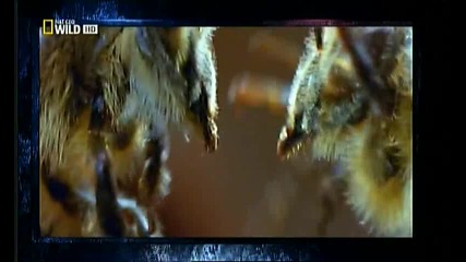 Пчели Убийци