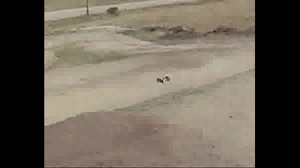 Teamreely.wmv