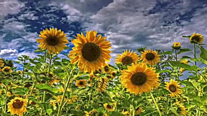 Sunflower Слънчоглед