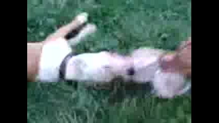 Pako I Nuco