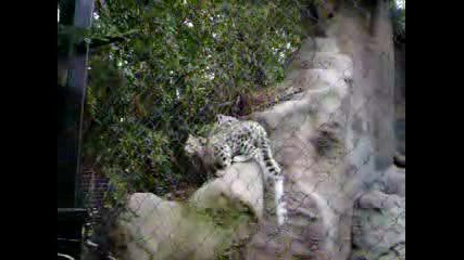 Снежен Леопард В Зоопарка