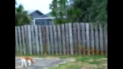 Dog playing with cat, gets attacked by birds 