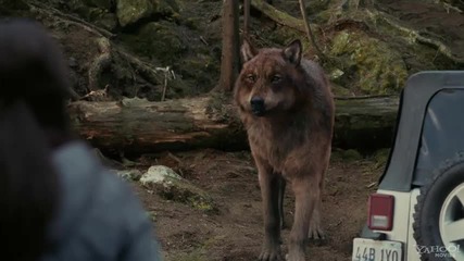 Bella and the Wolf (hd)
