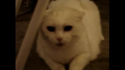 Don 39 t Pet This Kitty Pt 1 