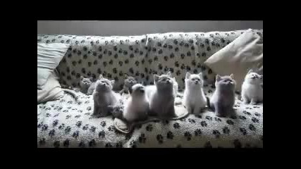 Смешни котета