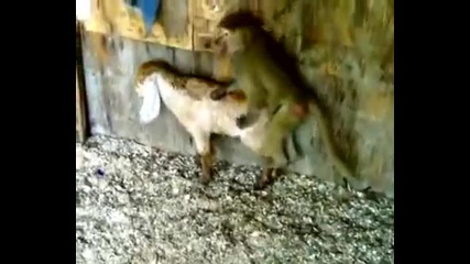Маймуна изнасилва овца и прави опит да си изпроси свирка