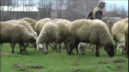 Засилено търсене на агнета за Великден