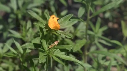 Naturalist Notebook-texas Wildflowers Part