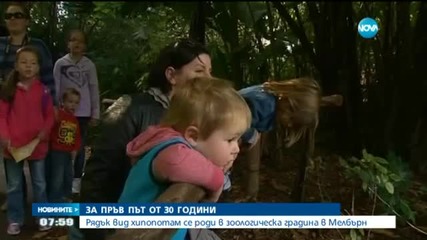 Рядък вид хипопотам се роди в зоопарка в Мелбърн