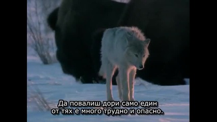 1/2 Див живот: Вълк * Бг Субтитри * (1997) Bbc Wildlife Specials: Wolf