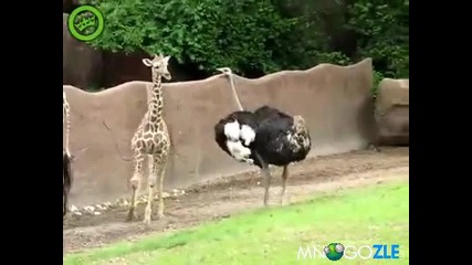Щраус преследва жирафче 