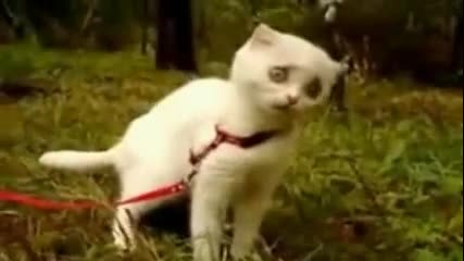 Котка прави смешна физиономия докато яде трева
