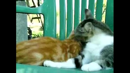 Котешка Любов