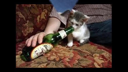 котките