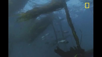 Shark vs. Octopus
