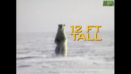 Animal Face - Off Polar Bear vs. Walrus