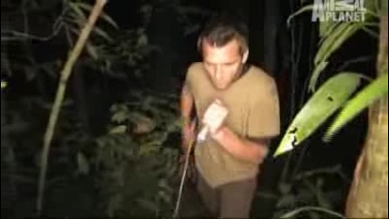Night - Caught Viper Snake