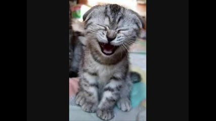 laughing cats 