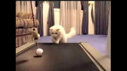 Компилация от котки спортисти