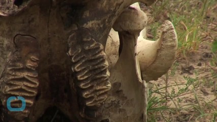 Само за 5 г. бракониерите са избили почти половината слонове на Мозамбик