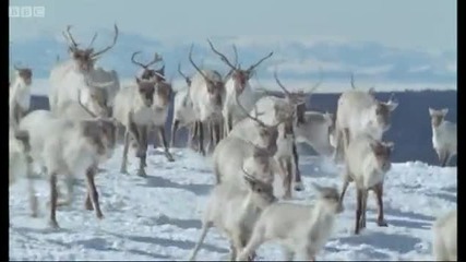 Caribou on the move - The Greatest Wildlife Show on Earth - Bbc 
