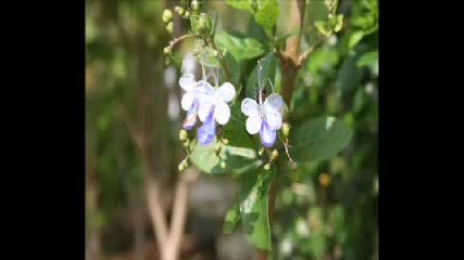 Soft Piano Music - Florida Flowers 