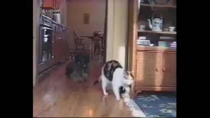 Funny Animals 