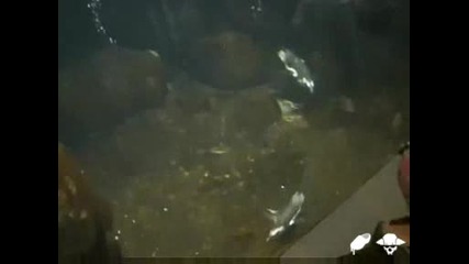 Пингвин пърди под вода
