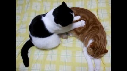 Коте мачка заспалия си другар ! 