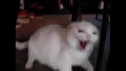 Разярена котка налита на бой