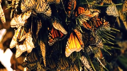 Миграцията на пеперудите Монарх ( Danaus plexippus )