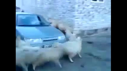 няма такъв цирк