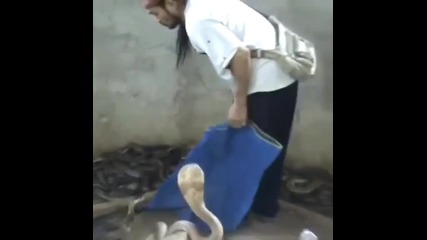 Ето така се укротява кобра.. :) :) :)